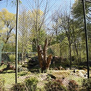 Snow leopard enclosure