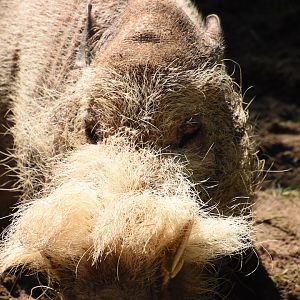 Bornean bearded pig