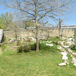 Renovated chimpanzee outdoors