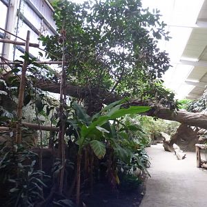 View in Elephants of the Asian Rainforest