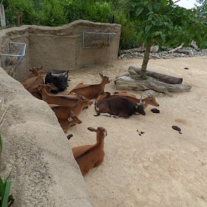 Banteng herd
