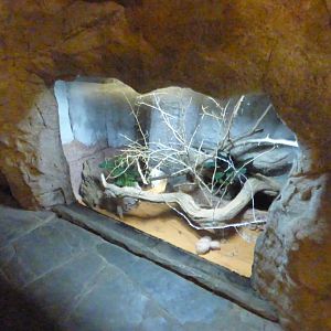 Lesser Hedgehog Tenerec Exhibit in Fruit Bat Forest