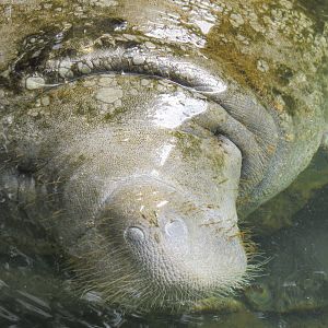 Florida manatee