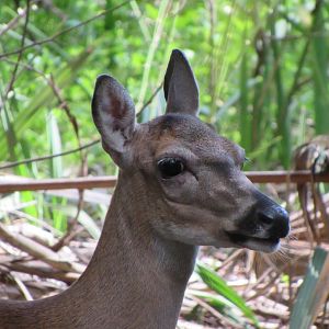 Key Deer
