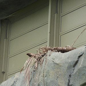 Empty Crowned Pigeon Nest