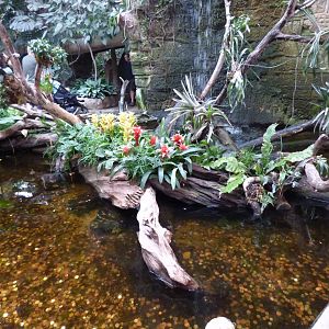 Pool in the Tropical Realm
