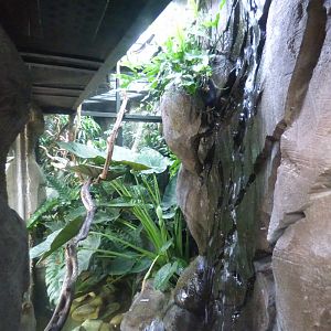 View into Monsoon Forest vivs