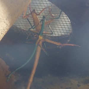 Madagascan Blue Stick-Inscet