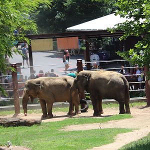 Elephant Trails - Asian Elephants