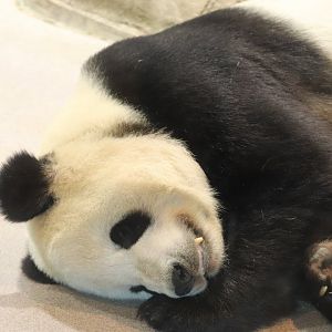 Asia Trail - Giant Panda - Tian Tian