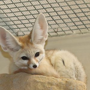 Small Mammal House - Fennec Fox