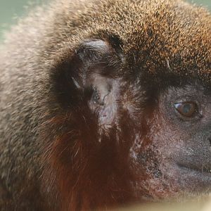 Small Mammal House - Coppery Titi Monkey