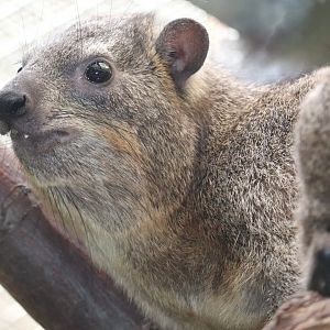Small Mammal House - Rock Hyrax