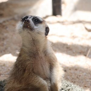 Small Mammal House - Meerkat