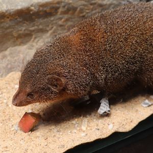 Small Mammal House - Dwarf Mongoose