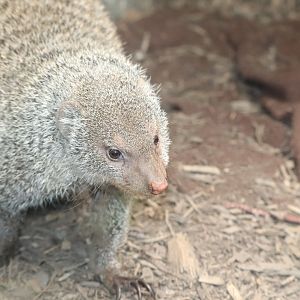 Small Mammal House - Banded Mongoose