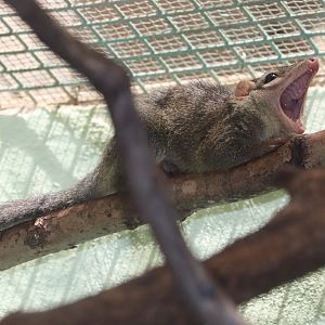 Small Mammal House - Northern Tree Shrew