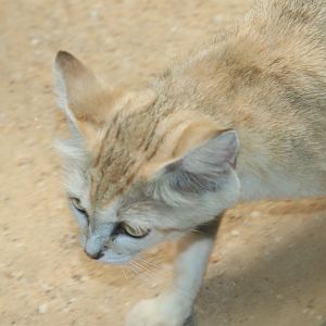 Small Mammal House - Sand Cat