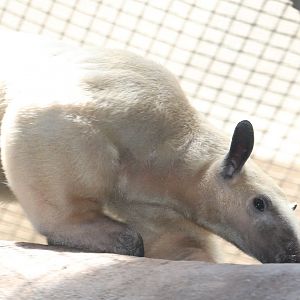 Small Mammal House - Sourthern Tamandua