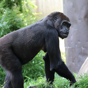 Great Ape House - Western Lowland Gorilla - Mandara