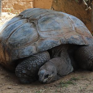 Reptile Discovery Center - Aldabra Tortoise