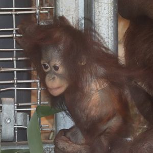 Think Tank - Bornean Orangutan - Redd