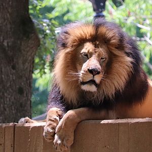 Great Cats - African Lion - Luke