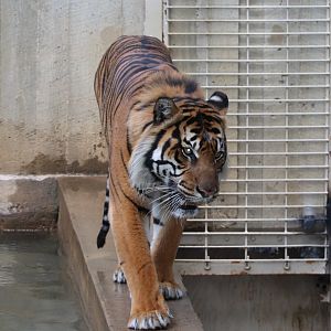 Great Cats - Sumatran Tiger