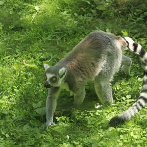 Lemur Island - Ringed-Tailed Lemur