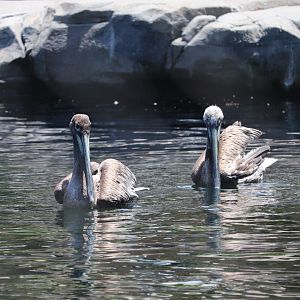 American Trail - Brown Pelicans