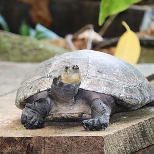 Amazonia - Yellow-Spotted Amazon River Turtle