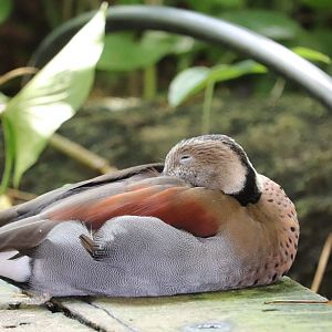 Amazonia - Ringed Teal