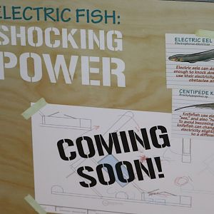 Amazonia - Sign Regarding The Future Electric Eel Exhibit