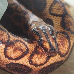 Amazonia - Brazilian Rainbow Boa