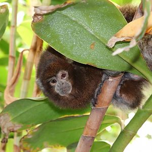 Amazonia - White-Eared Titi Monkey
