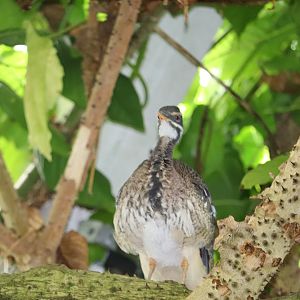 Amazonia - Sunbittern