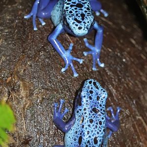Amazonia - Blue Poison Frogs