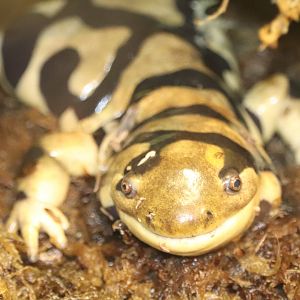 Amazonia - Western Tiger Salamander