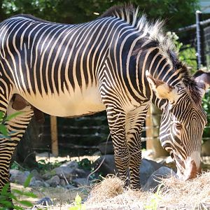 Cheetah Conservation Station - Grevy's Zebra