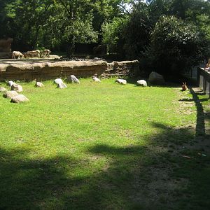 Tierpark Hagenbeck - Rabbit exhibit