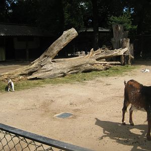 Tierpark Hagenbeck - Goat exhibit