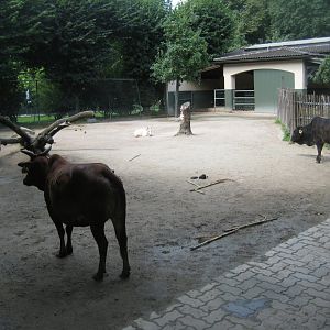 Tierpark Hagenbeck - Zebu exhibit