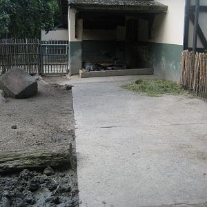 Tierpark Hagenbeck - Pig exhibit