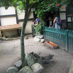 Tierpark Hagenbeck - Minipig exhibit