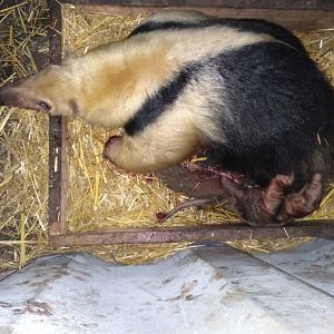 Ninth  lesser anteater  born in the Bioparque