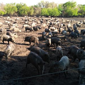 Collared peccaries  in Bioparque.
