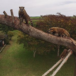 South American coatis