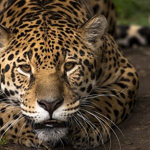 Jaguar