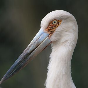Maguari Stork