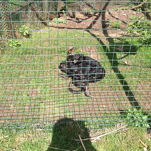 Black Spider Monkeys